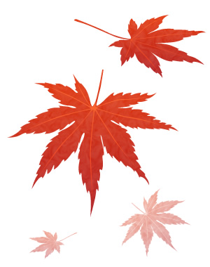 momiji
